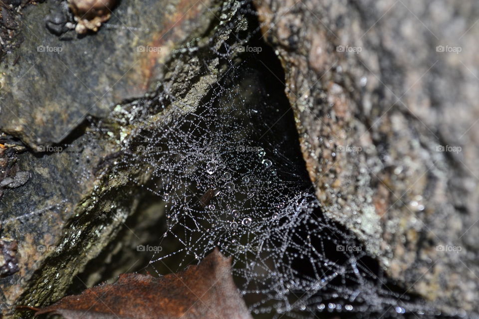 Water drops in spider web