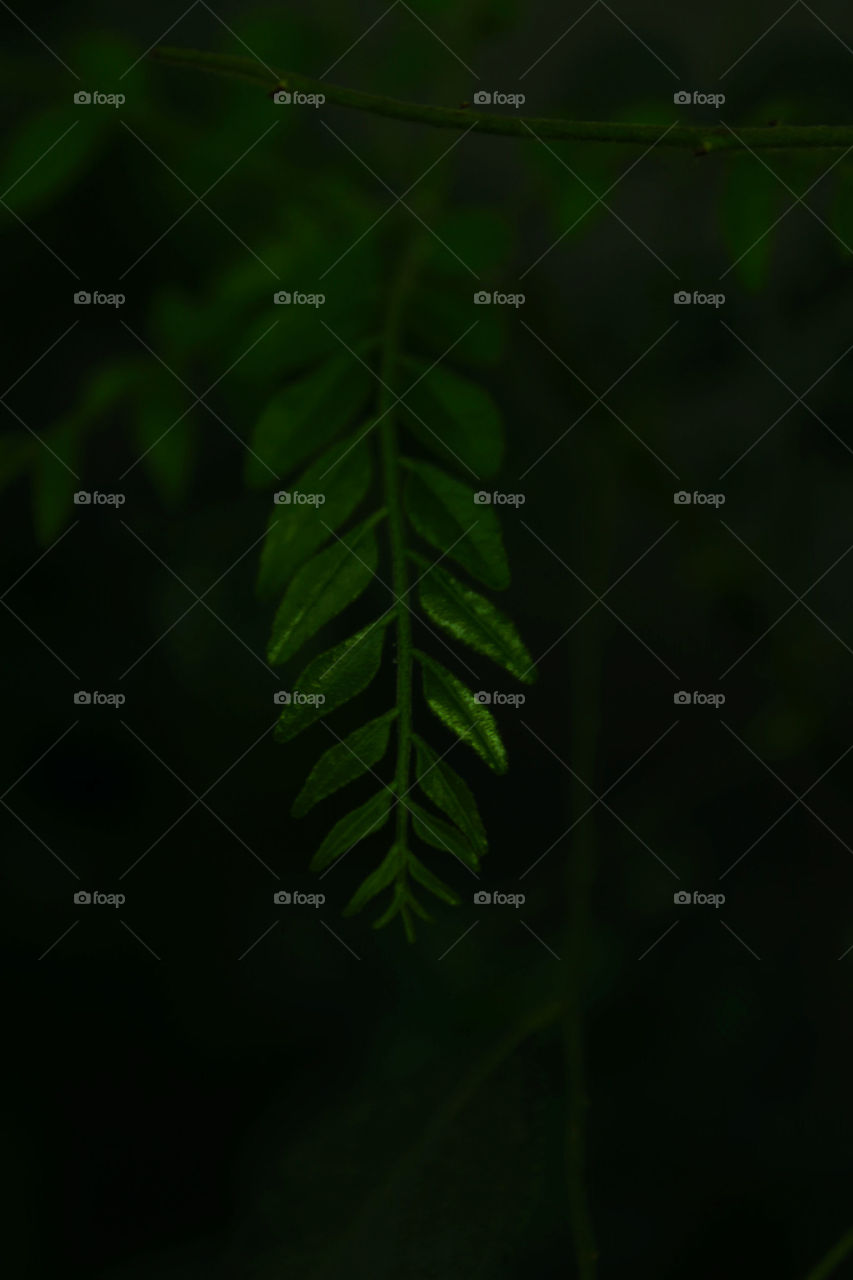 The Curry Leaf Flavor.
My landlady grew a variety of plants in her small, organic garden, and this one was wrapped in cobwebs all over. This branch was under the cover of a rose plant, which is how only a leaf is in light.