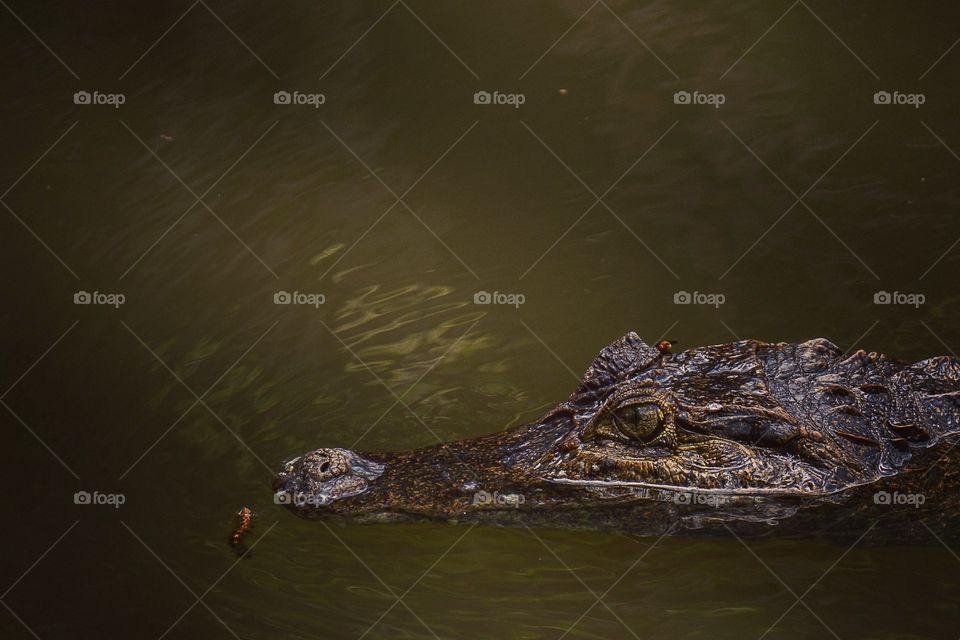 brazilian alligator