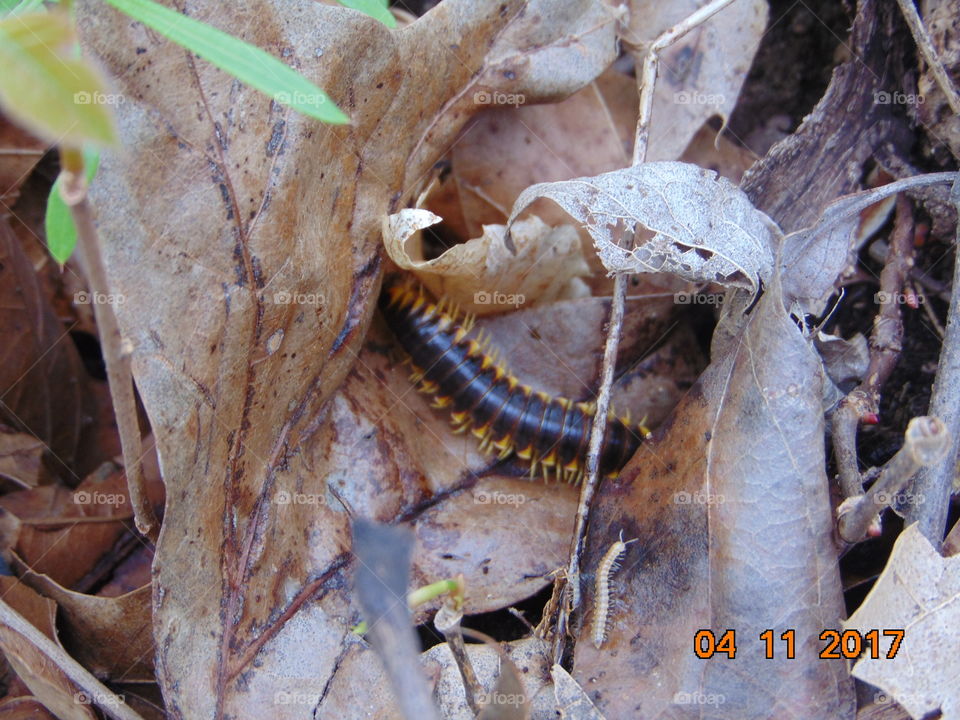 milipede in nature