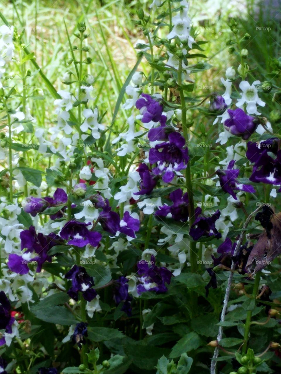 For get me mot. the flowers ( for get me not) in my garden