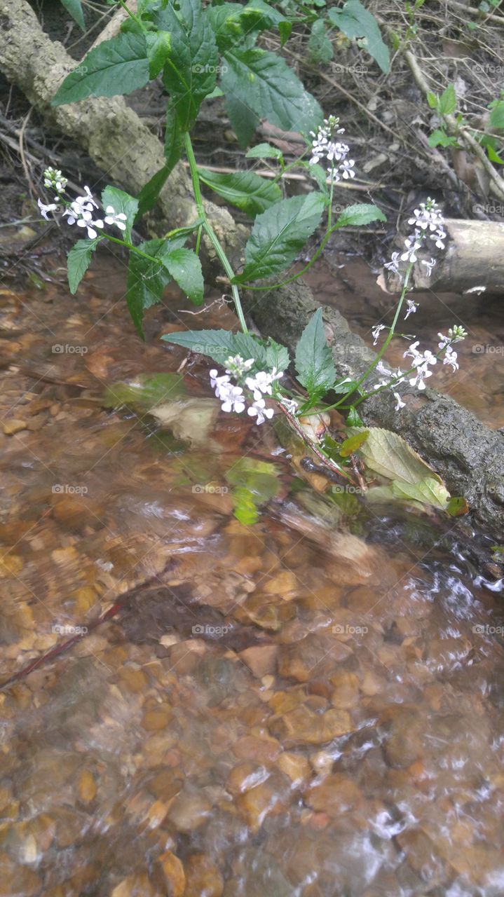 Wildflowers in a creek