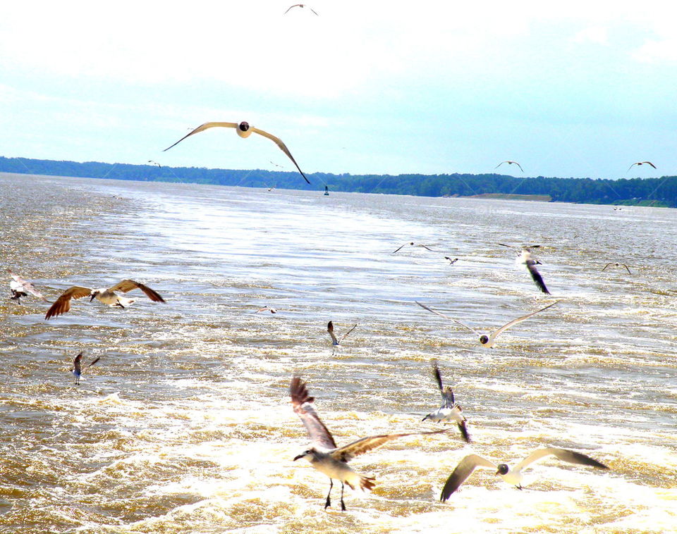 Covey of seagulls. Up drafting behind the James River Ferry.