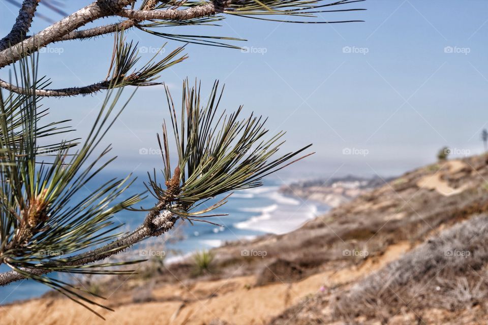 Plants against beach