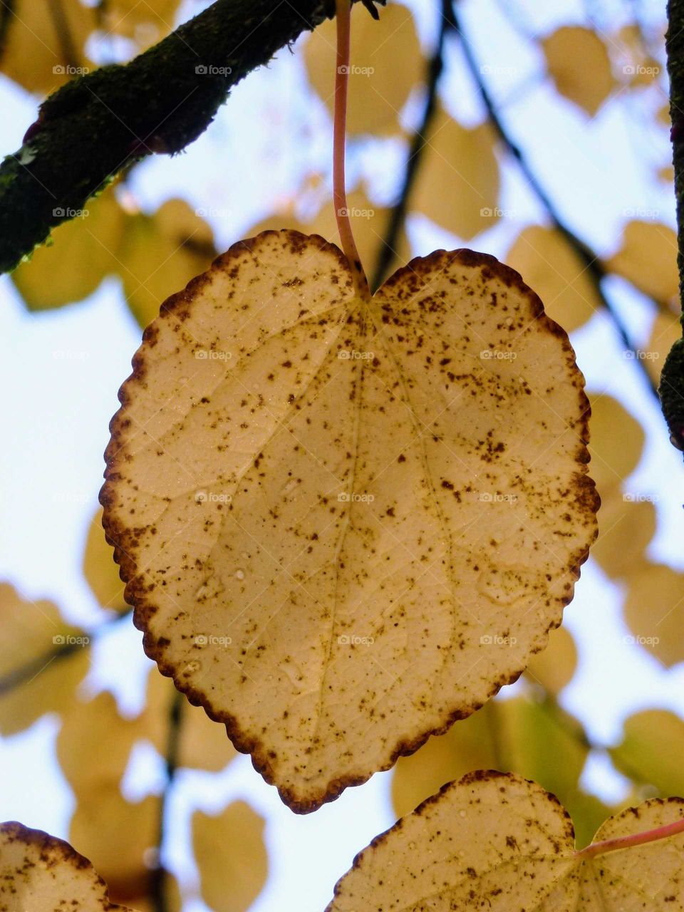Heart Shaped Autumn Leaf