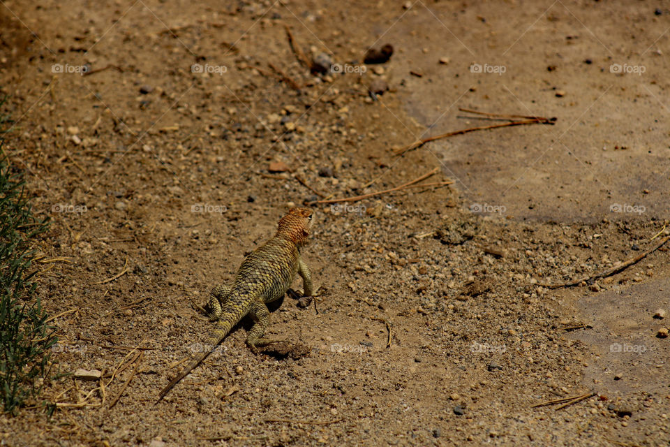 Female spiny lizard