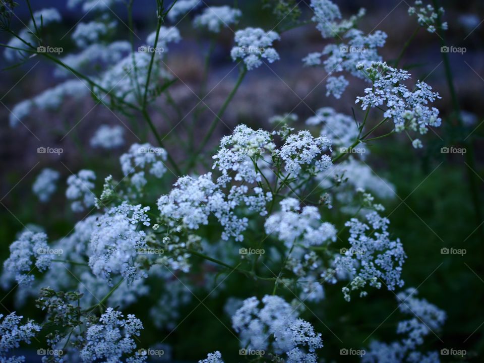 White wild flower. Nature by Night