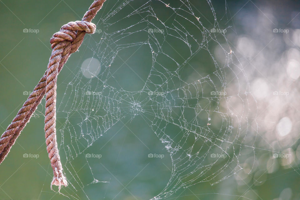 Spiderweb closeup macro