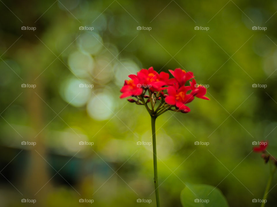 red flower.