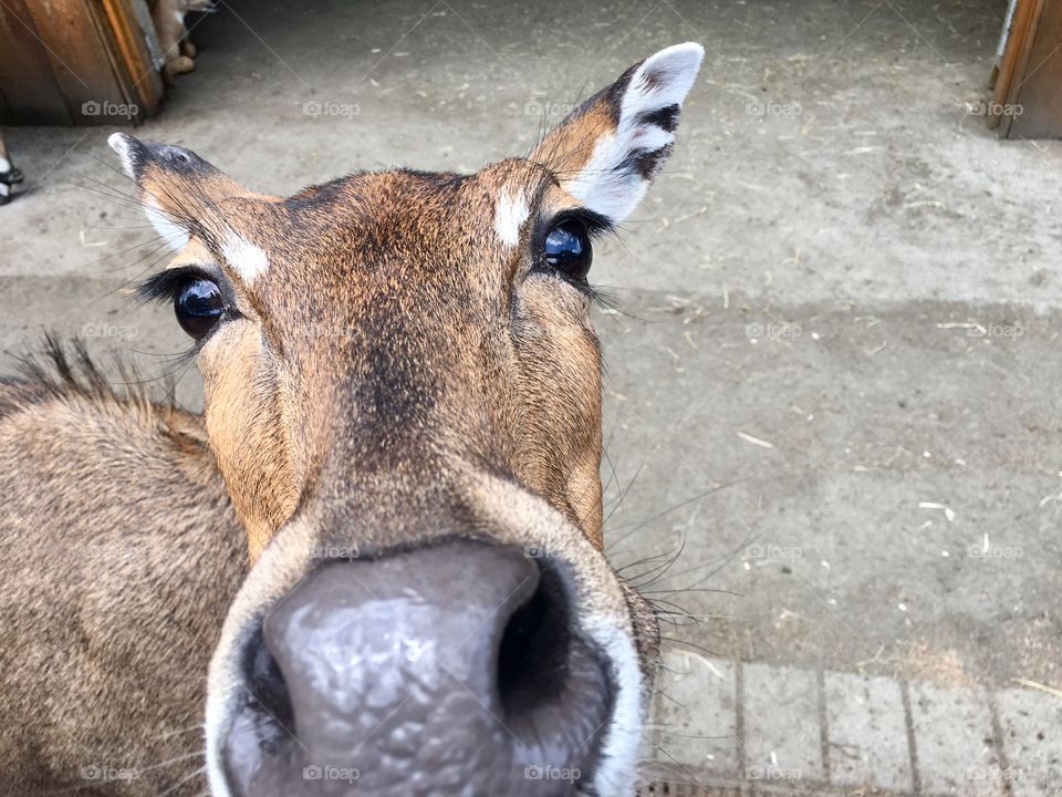 Closeup of a Nilgai Antelope at a local farm