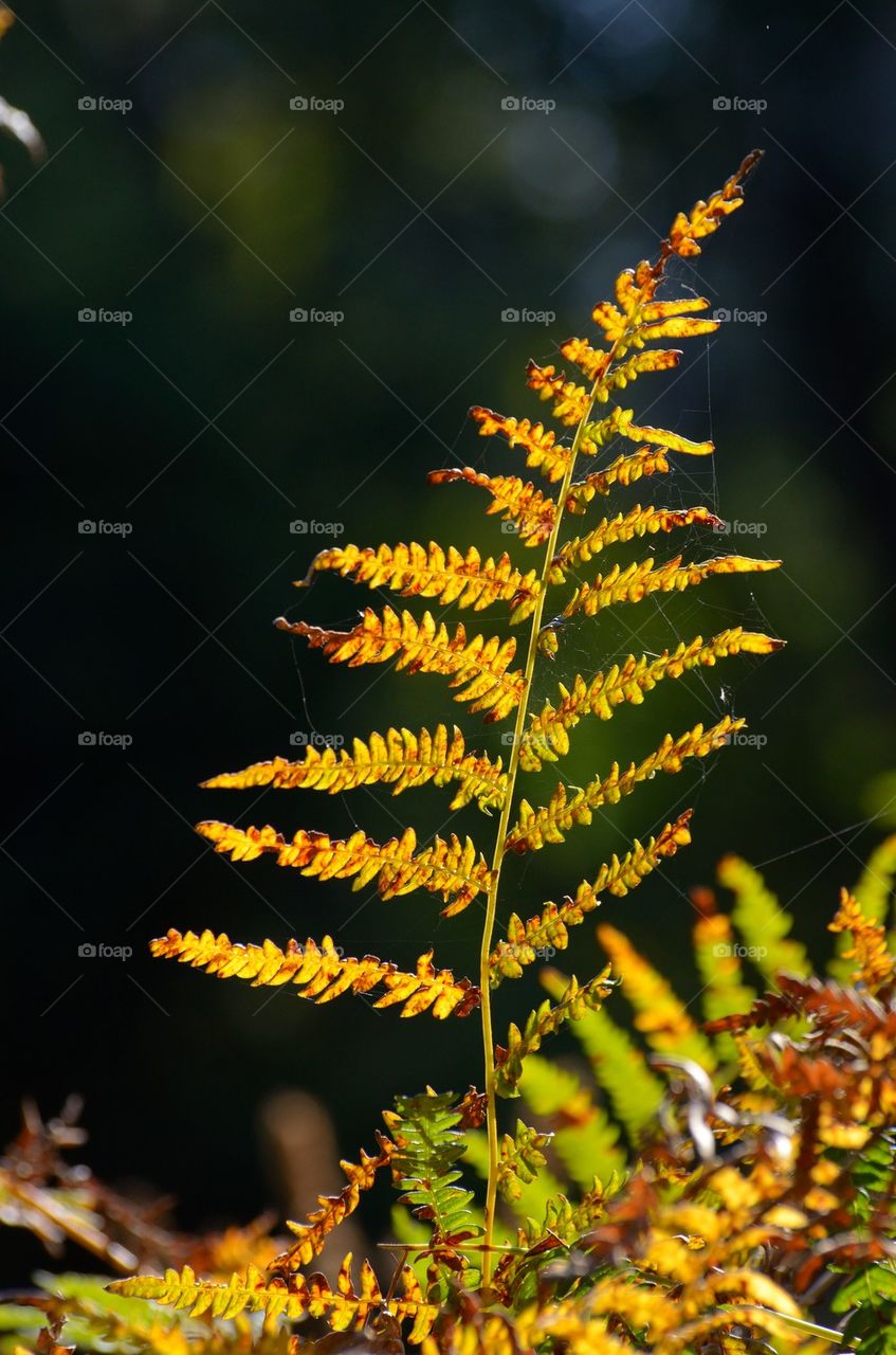 Autumn leaf of a fern