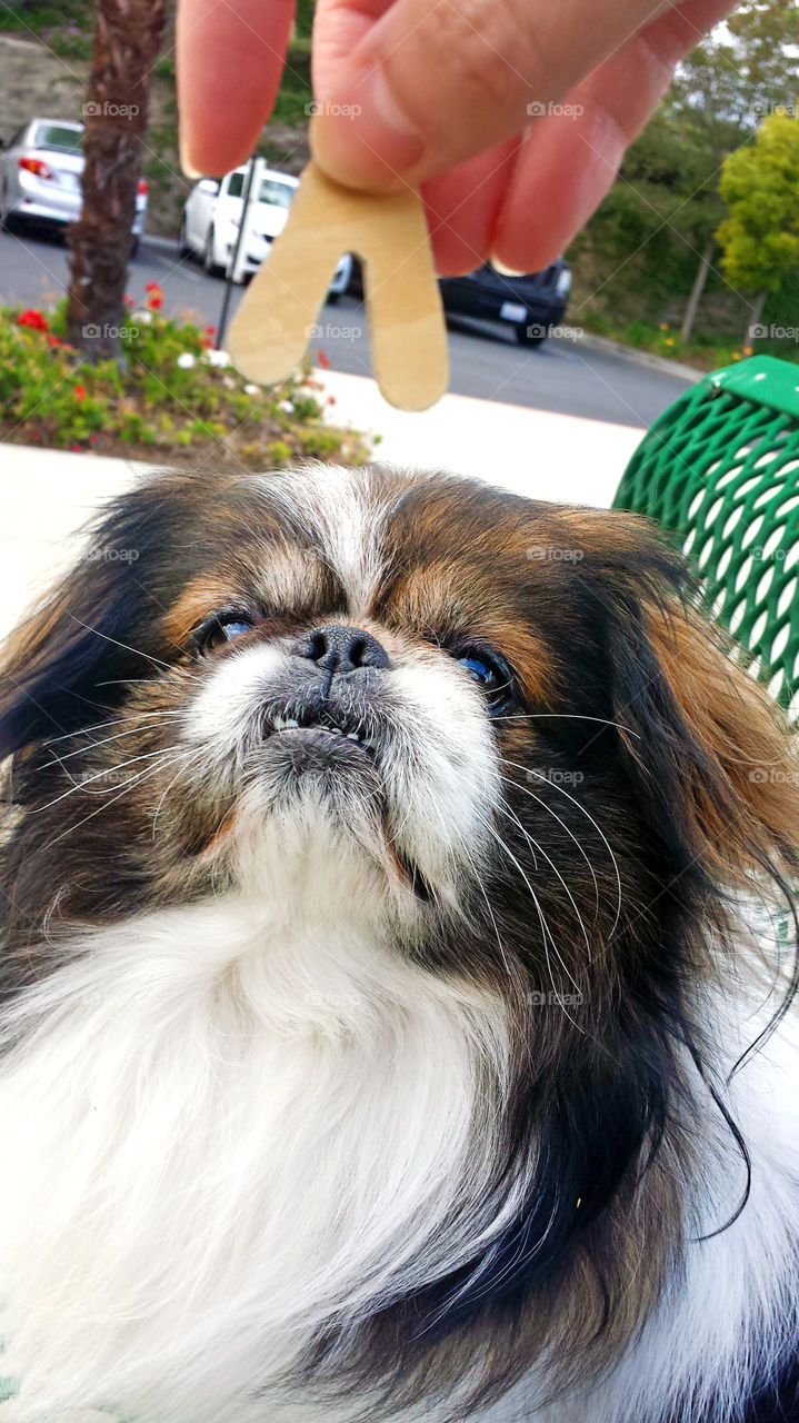 Dog looking at treats