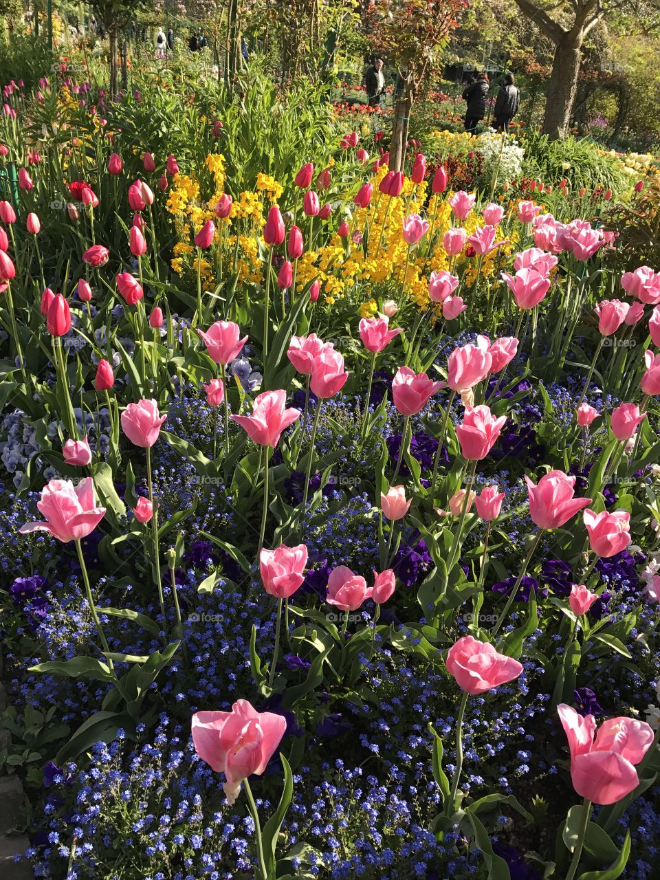 Tulip garden