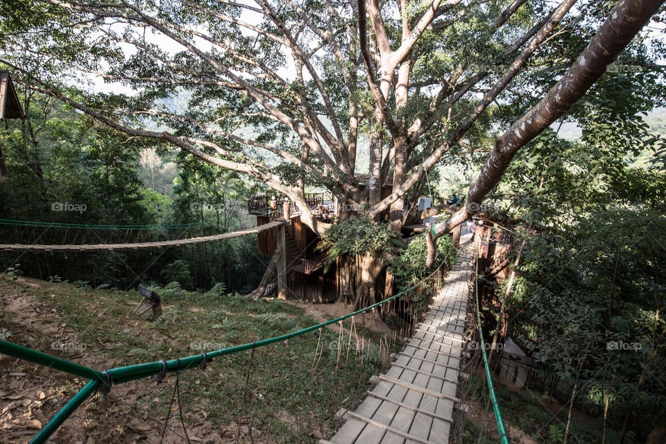 Path to the cafe in the big banyan tree