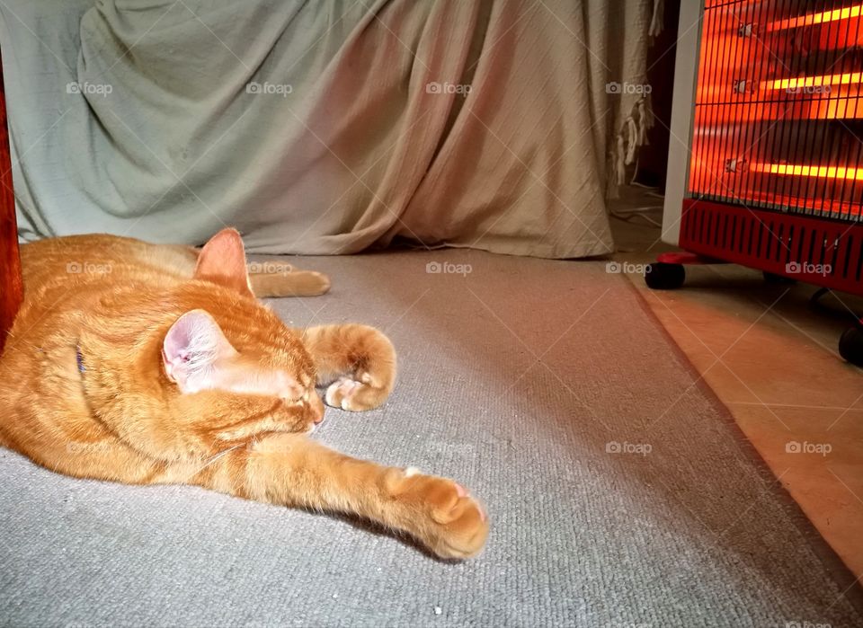 Cat sleeping in front of the electric heater