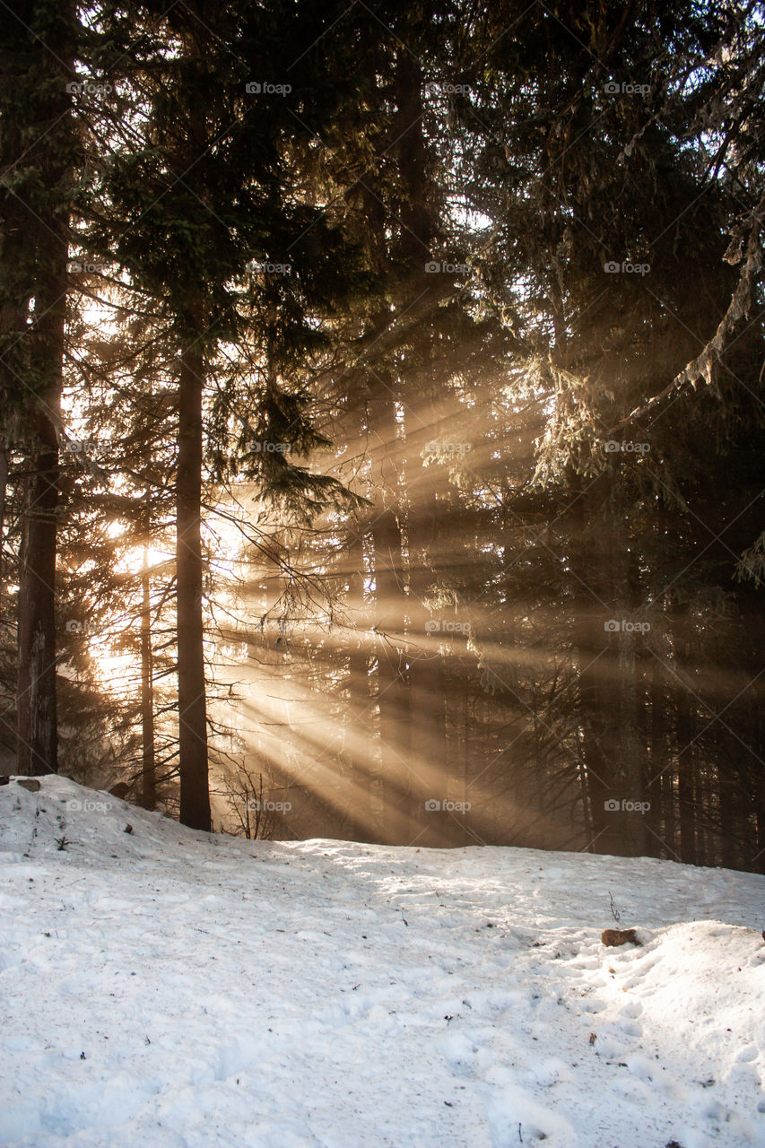 sunrise through the wood