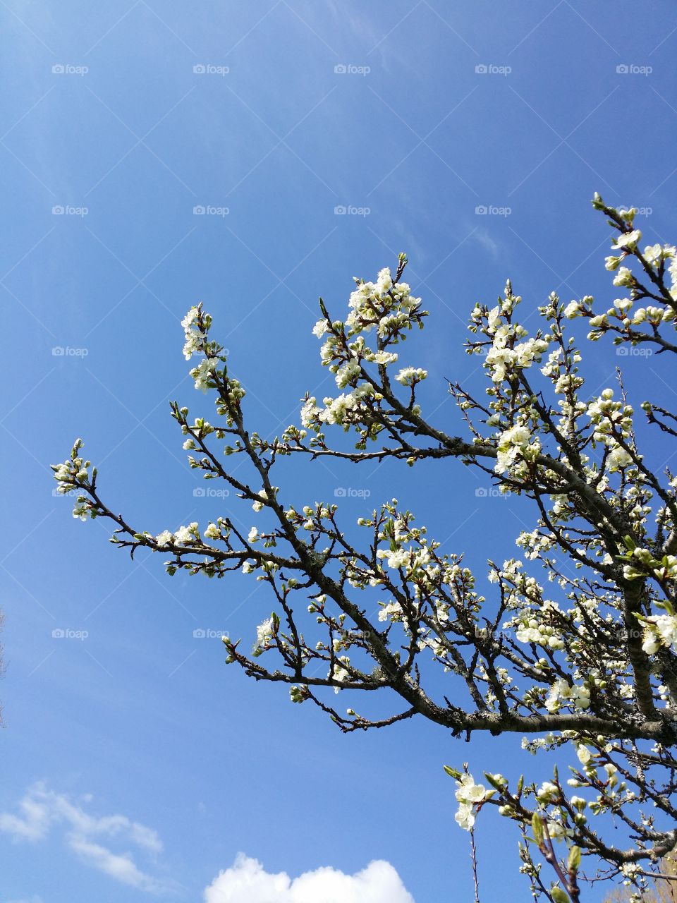 Äppleblom. Hemma på gården