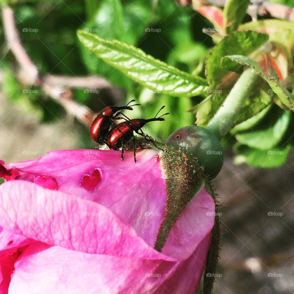 Love Bugs. Found these two lovers on my rose bush.
