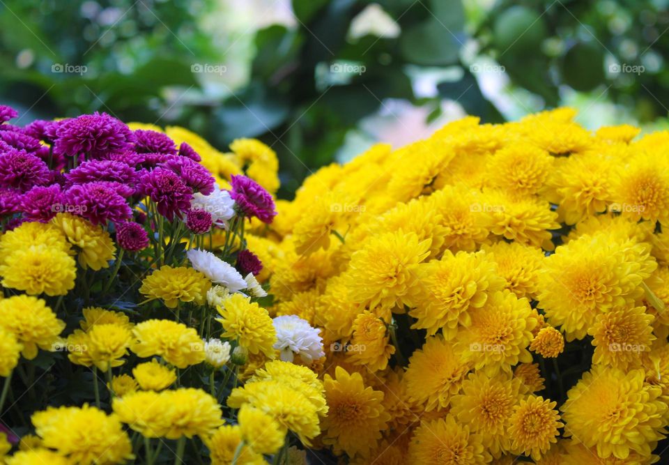 The beauty of the November flowers.  Close up of a bouquet of yellow,  white and pink Chrysanthemums