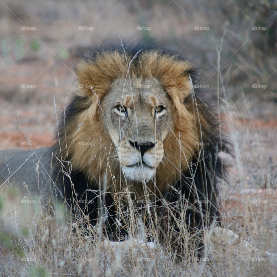 Close-up of a lion