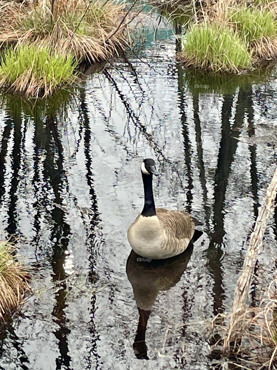 A close-up of a Canadian goose shows its sleek feathers and watchful eye as it glides silently through the water, every detail sharp against the soft ripples and muted reflections of early spring.