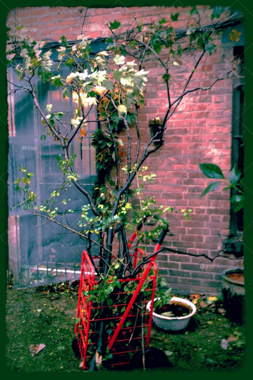 Brooklyn Artist’s Apartment Backyard with Red Cart and Ivy