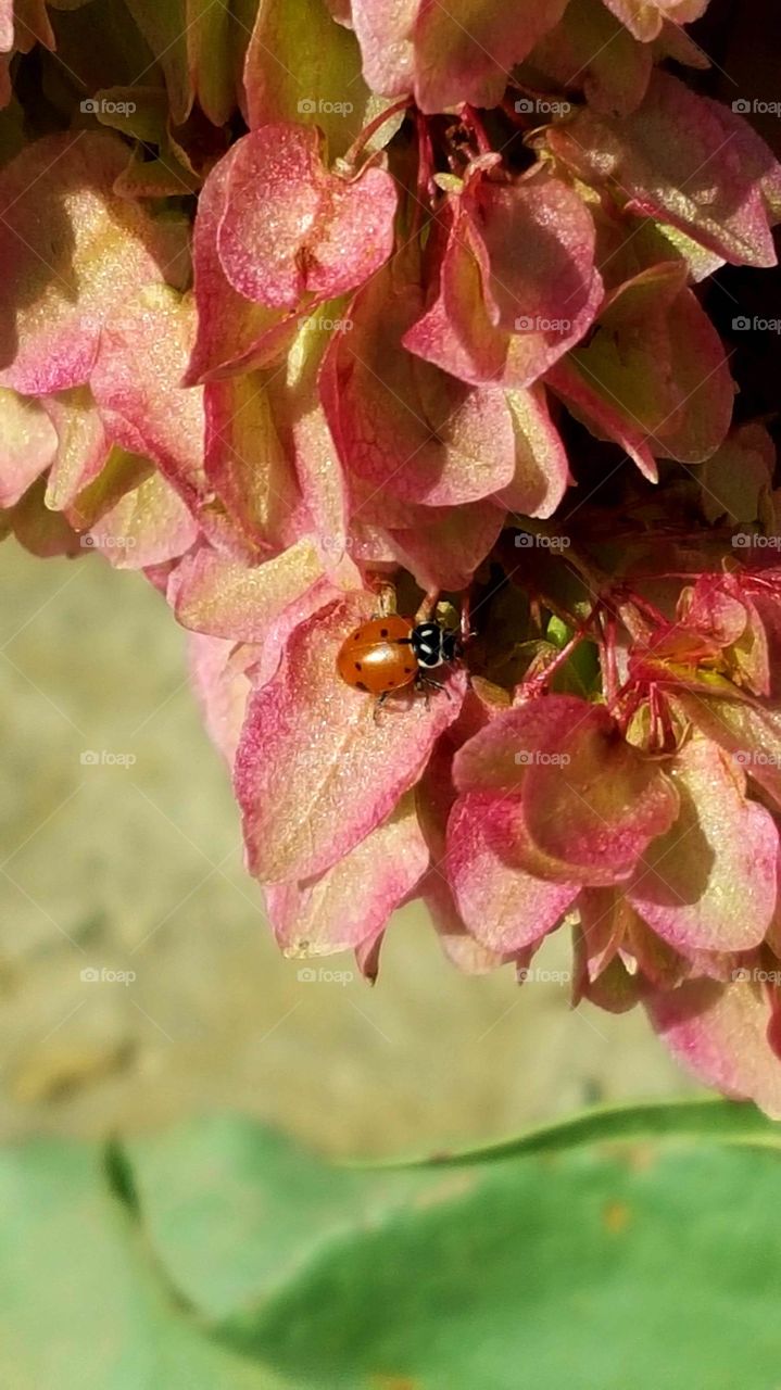 Ladybug