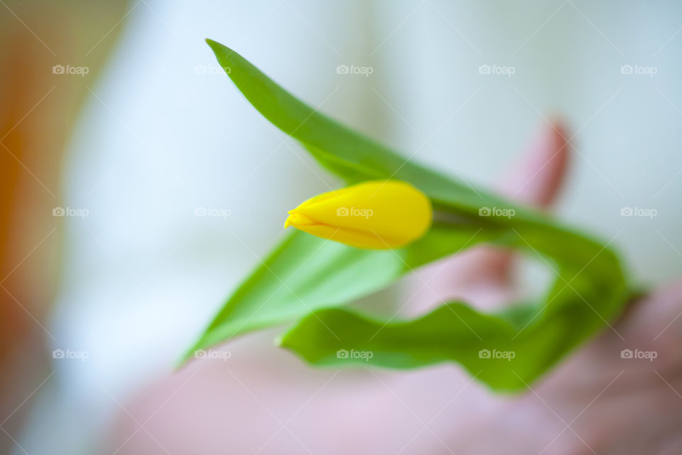 yellow tulip in hand