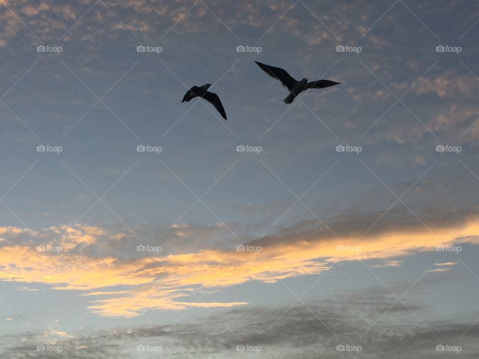 Seagulls at Sunset, Islamorada, Florida 