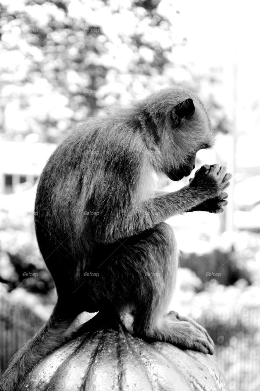 Wild monkey searching for the food