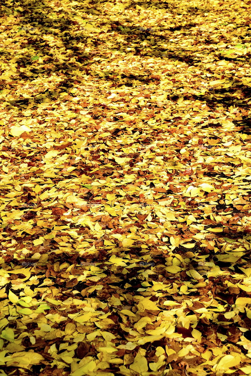 leaves, autumn