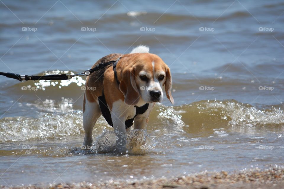 Walking the beagle at the beach