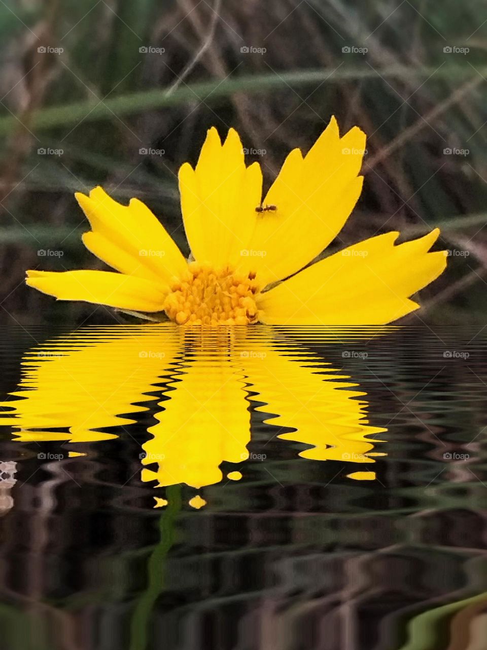 Daisy mirror