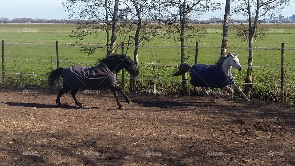 Two playing horses outside