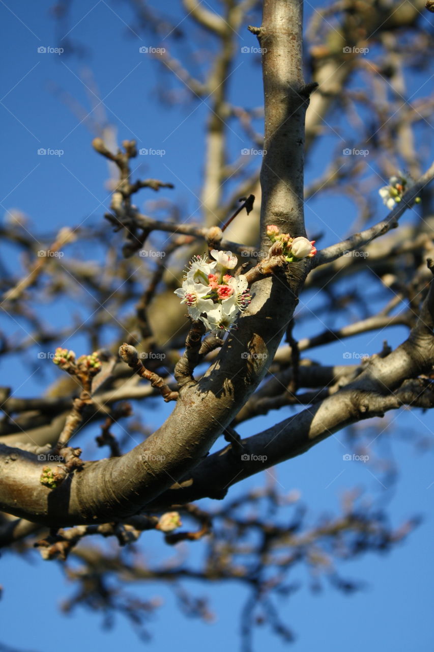 Peach fruit tree with flower blooming