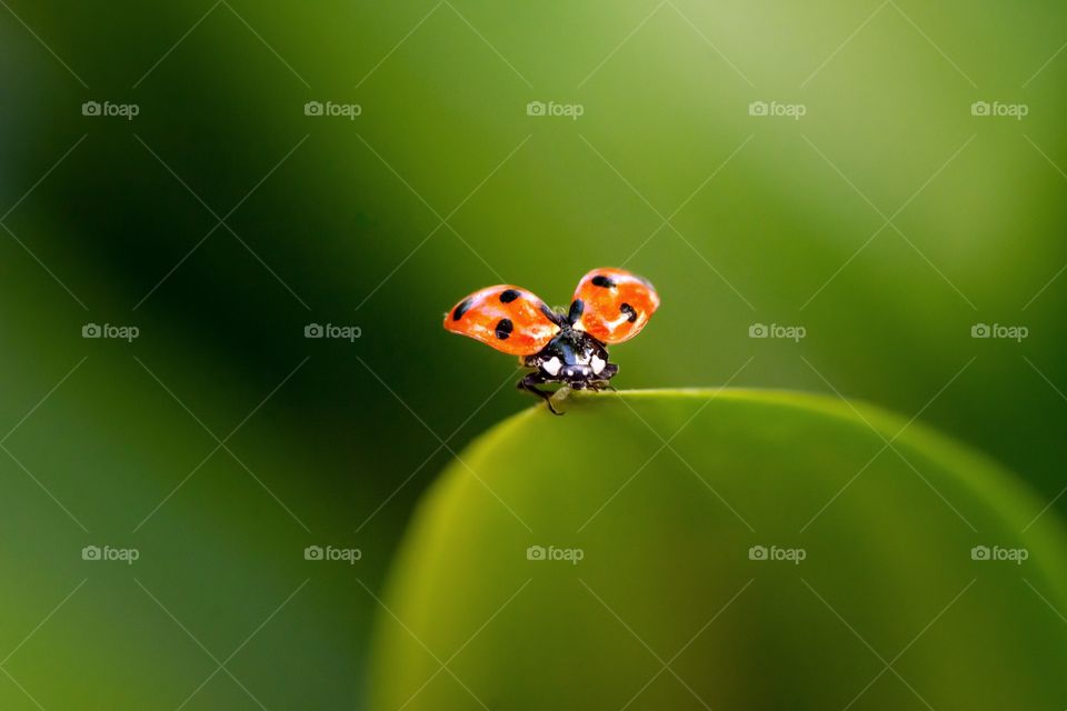 ladybug on green leafs