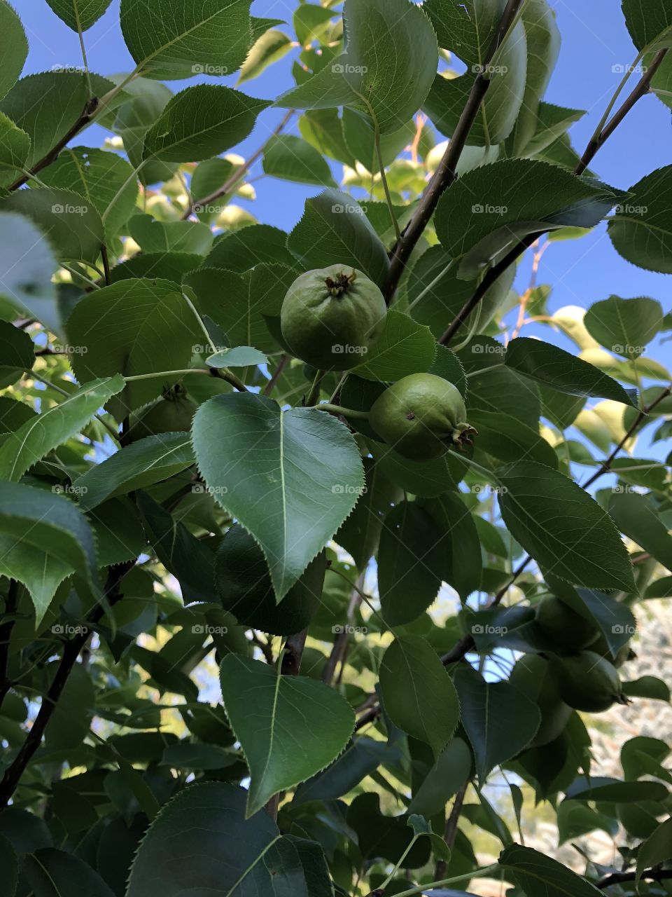 Pear tree 2