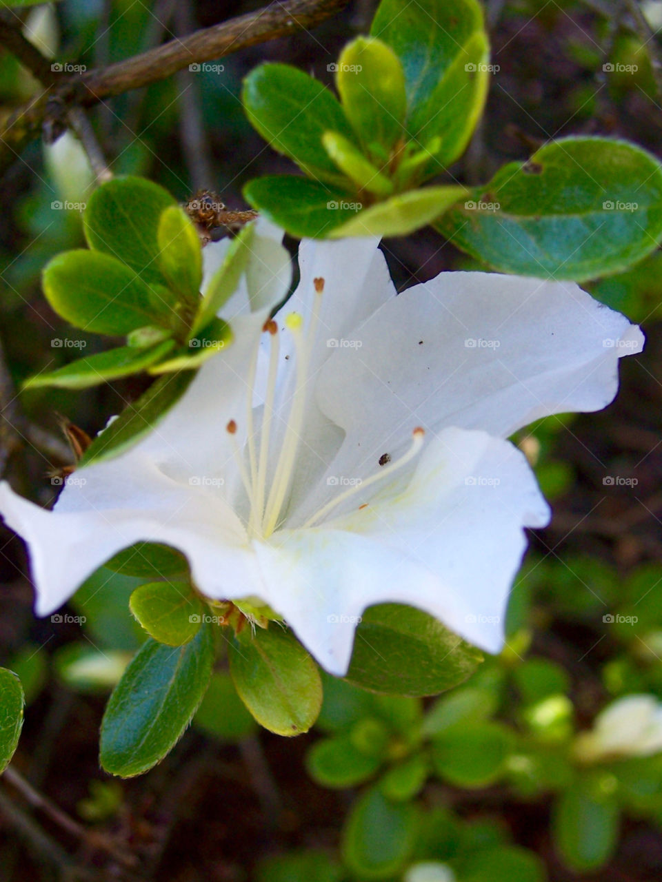 White flower in bush of leaves; macro