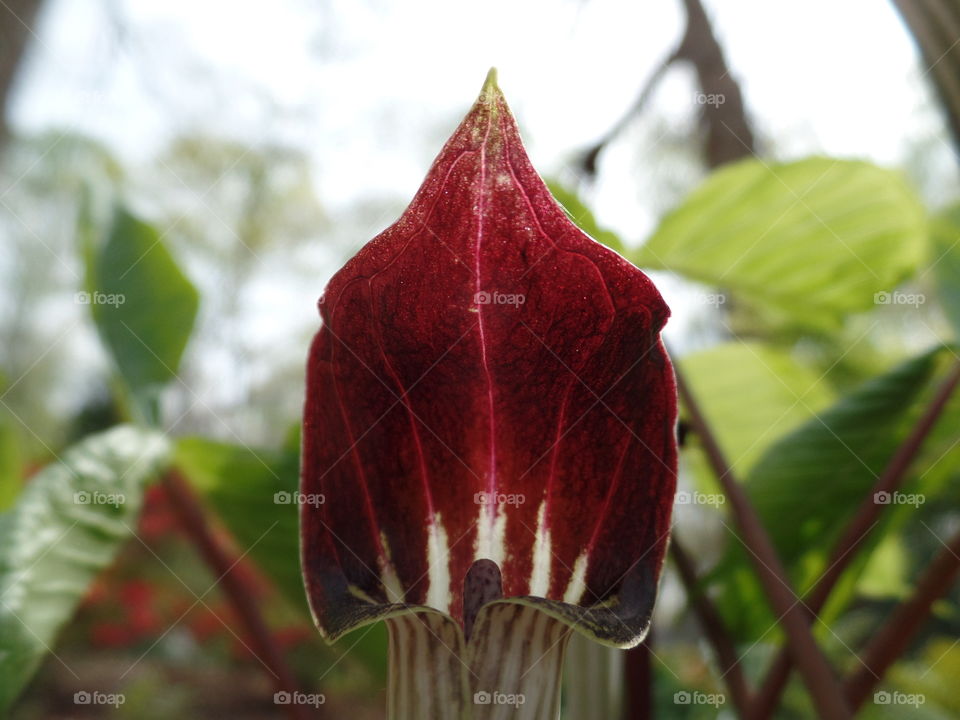 Jack-in-the-pulpit.  Arisaema triphylium 