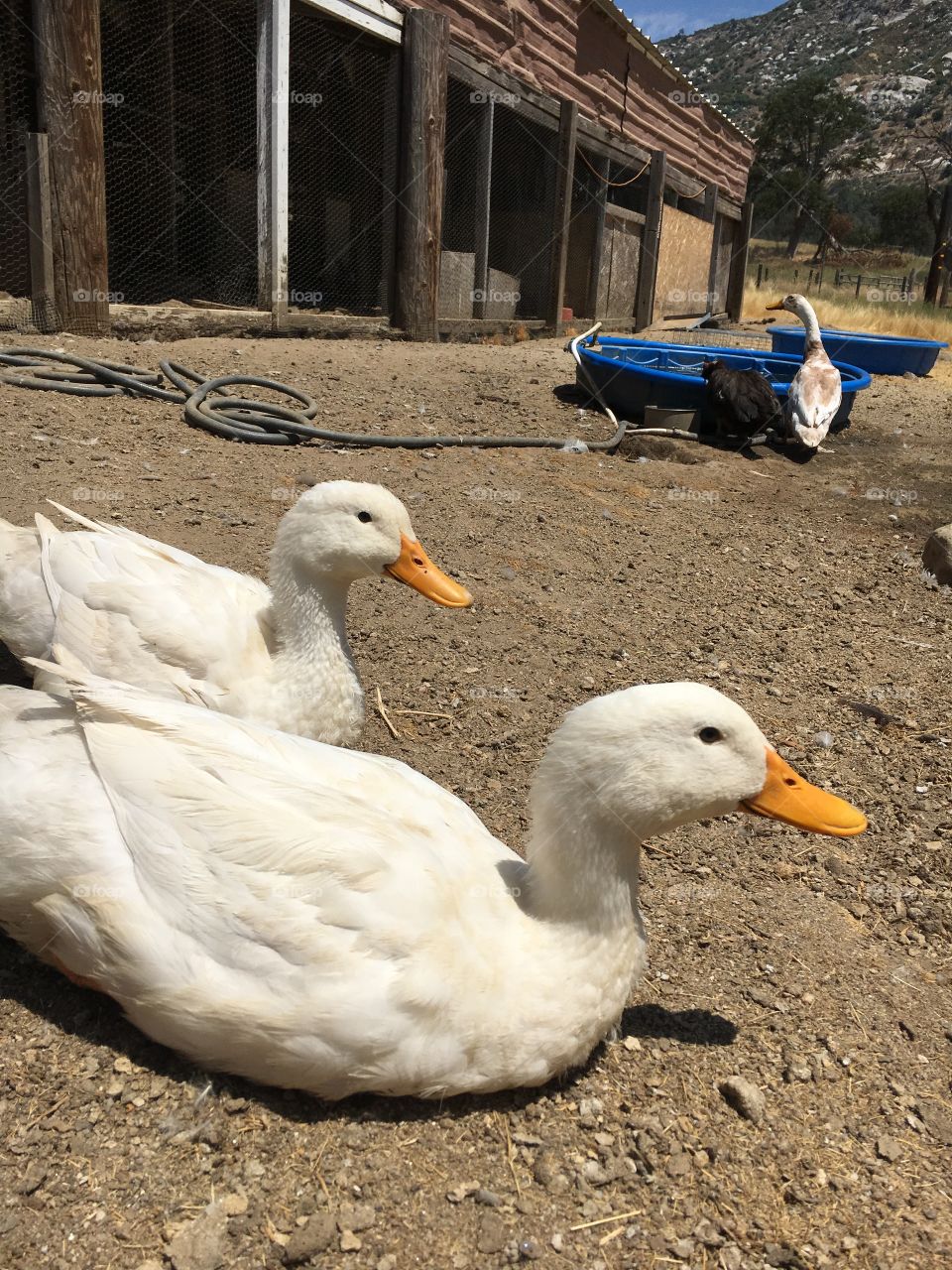 My ducky friends hanging out 
