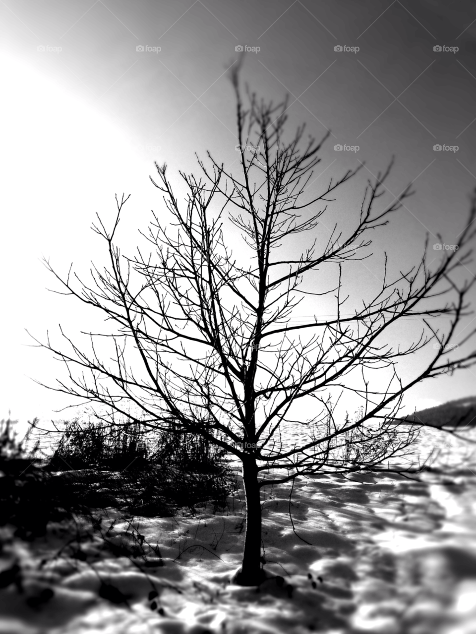 No Person, Dawn, Nature, Winter, Tree