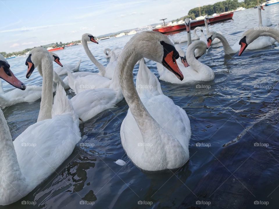 Swans on the river Danube