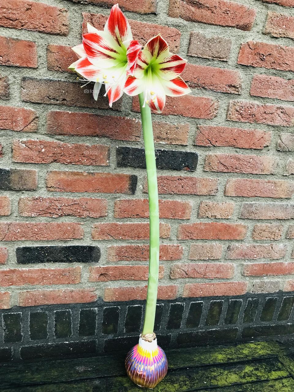 Amaryllis