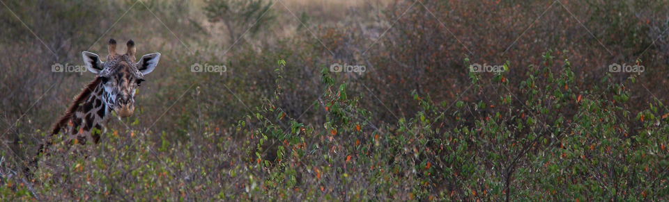 Giraffes in South Africa 