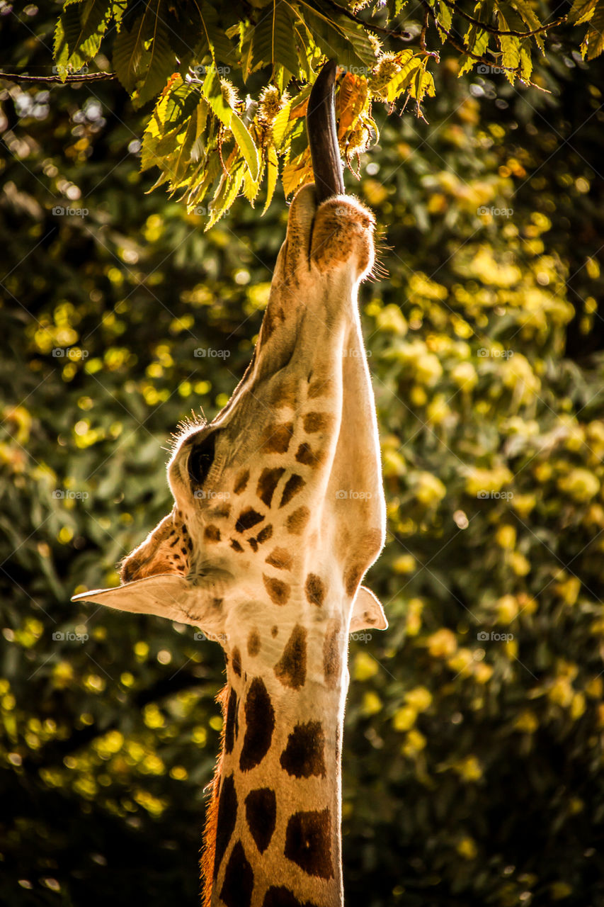 Giraffe eating tree leaves