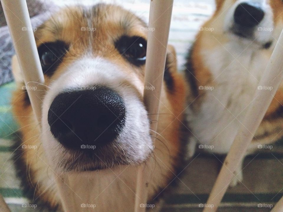 Corgi wants in