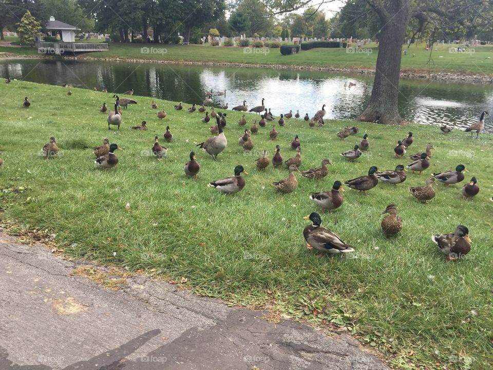 Ducks by a lake.