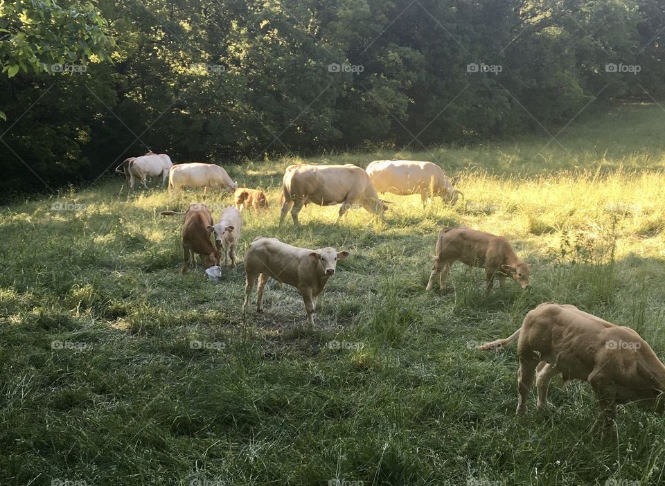 Cattle in fields at the end of day