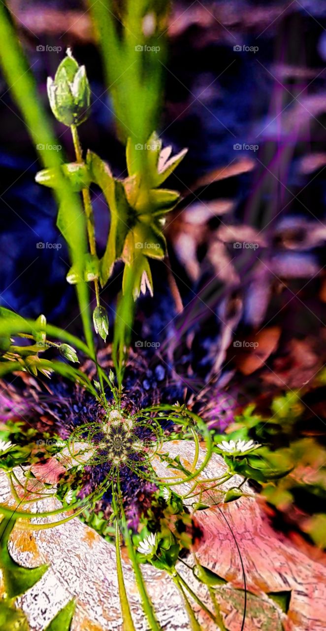 abstract flower garden