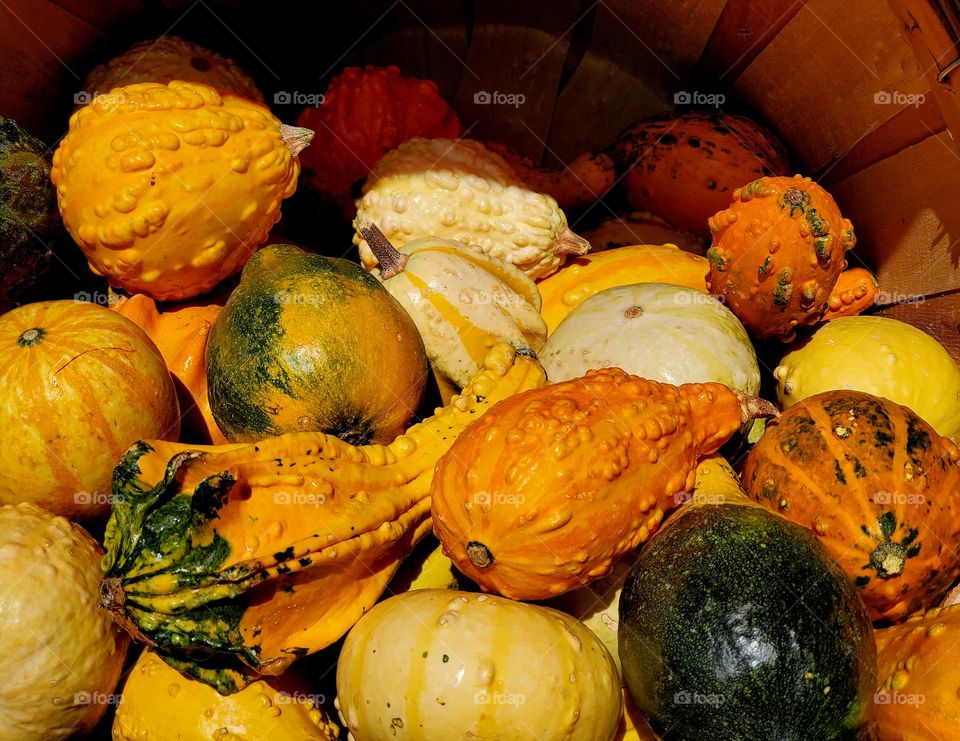 Autumn Harvest of Gourds and Pumpkins
